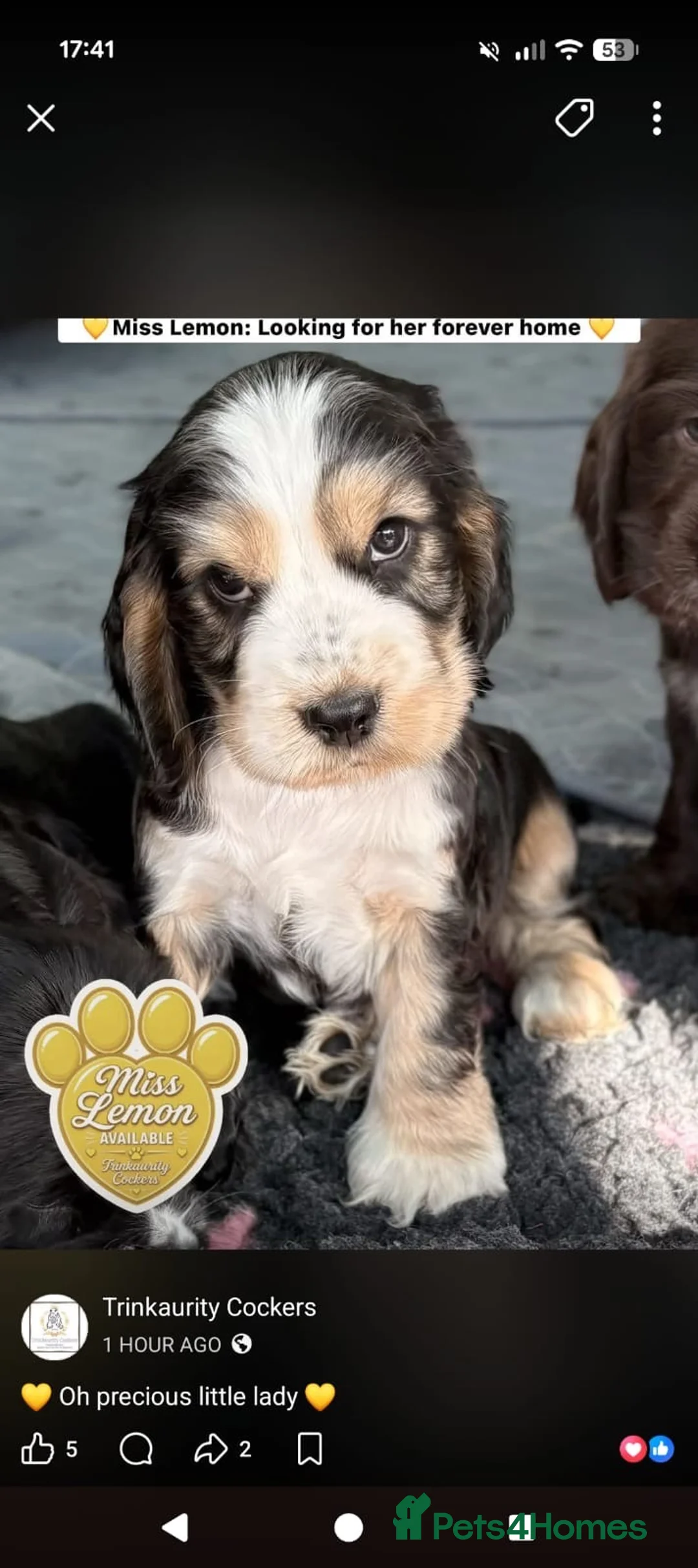 Cocker Spaniel dogs for sale: Ready Now RKC Reg DNA CLEAR Show Cocker Female in Fareham - Advert 1
