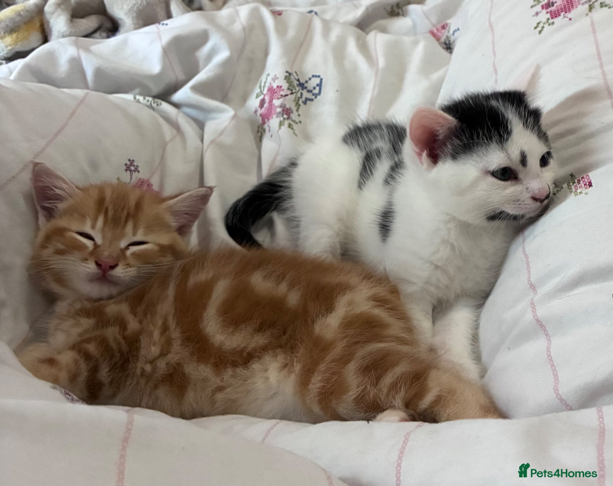 British Shorthair cats 4 Adorable kittens for sale  - Advert 1