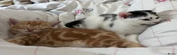 British Shorthair cats for sale: 4 Adorable kittens for sale  - Advert 1