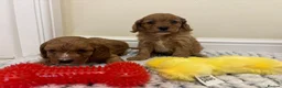 Cavapoo dogs for sale: Deep red cavapoos  - Advert 8