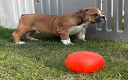 English Bulldog dogs for sale: English bulldog puppies  - Image 10