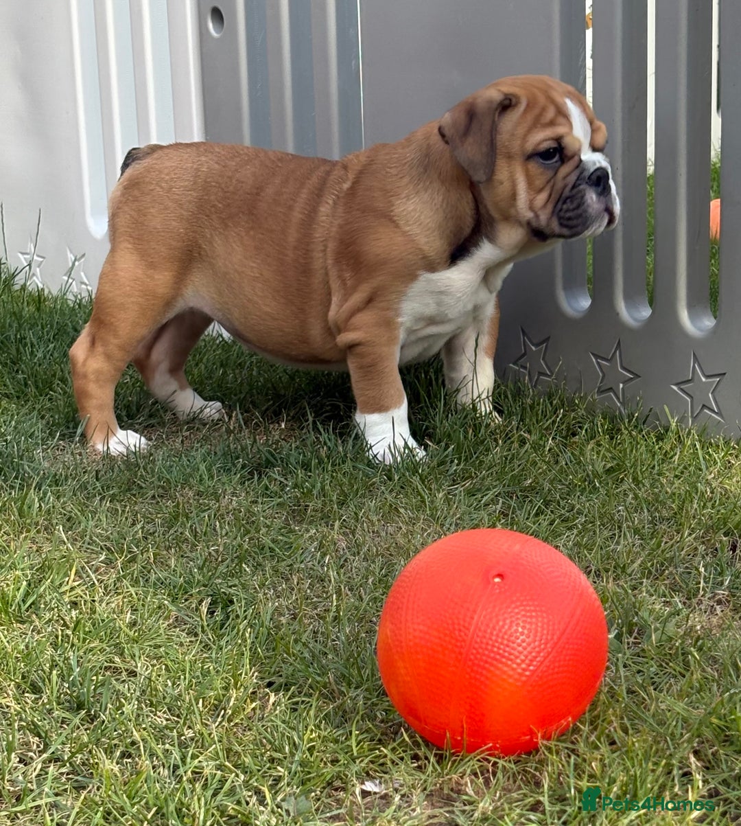 English Bulldog dogs for sale: English bulldog puppies  - Image 10