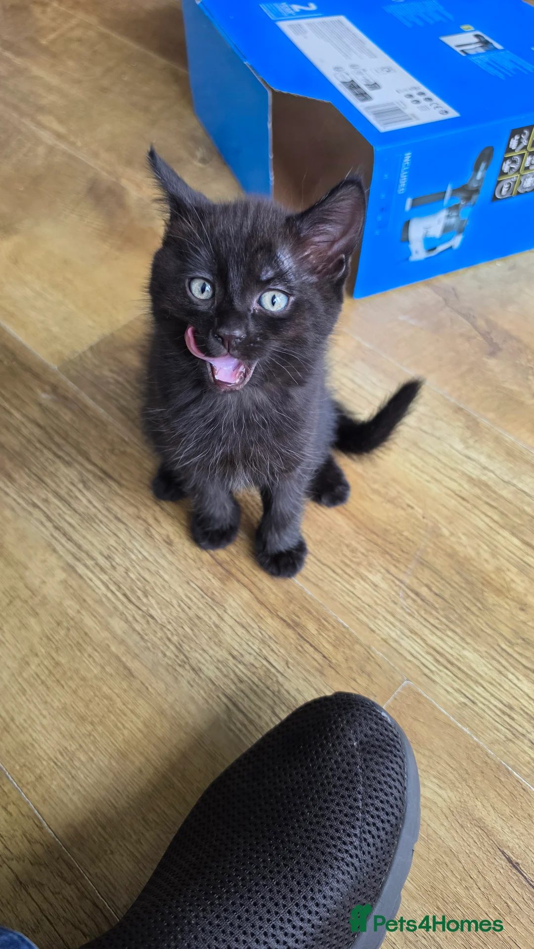 Mixed Breed cats for sale: Beautiful kittens  - Advert 3