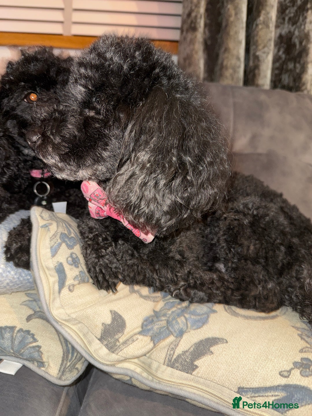 Toy Poodle dogs for sale: 2 black toy poodle girls - Advert 3