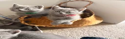 British Shorthair cats for sale: British short hair fluffy kittens,London based - Advert 15