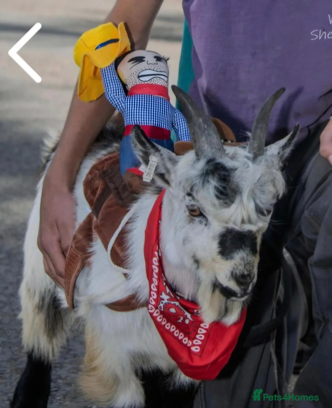 Goats livestock for sale: Mr T - the super cool castrated pygmy goat - Advert 1