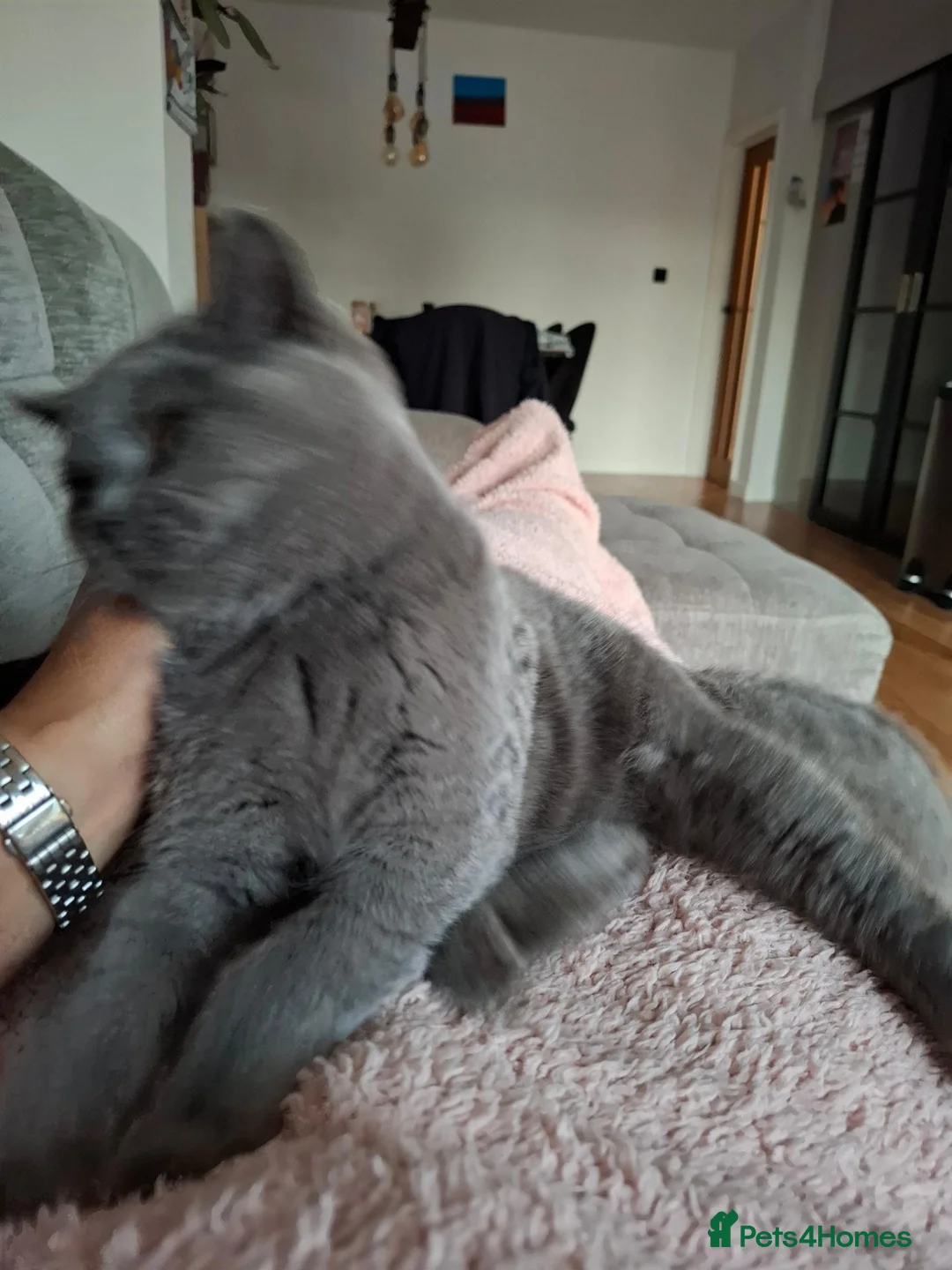 British Shorthair cats for sale:  Lovely Girl - Advert 2