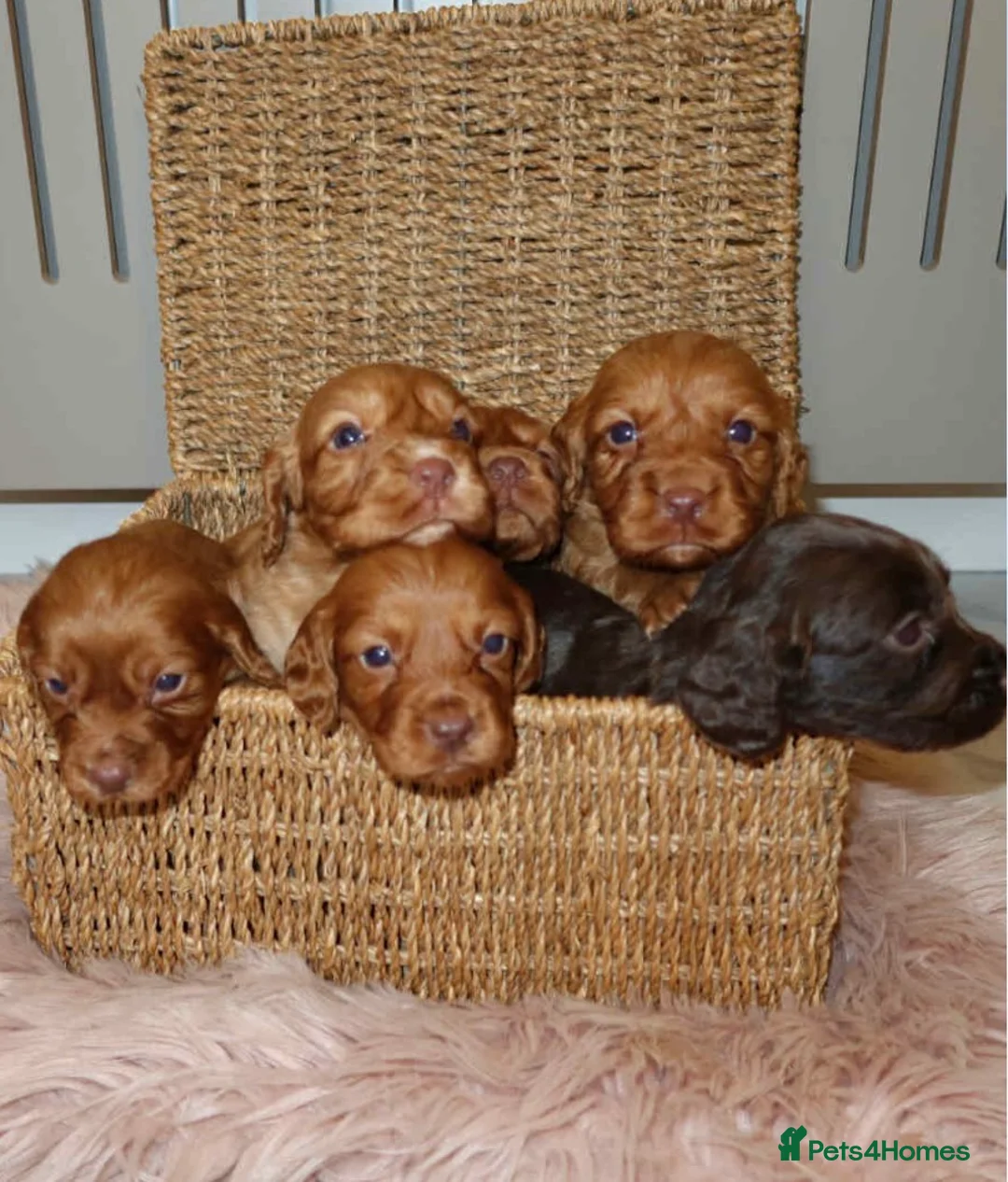 Cocker Spaniel dogs for sale: Cocker spaniel - Advert 2