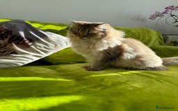 British Longhair cats for sale: British Longhair Kitten for sale  - Image 18