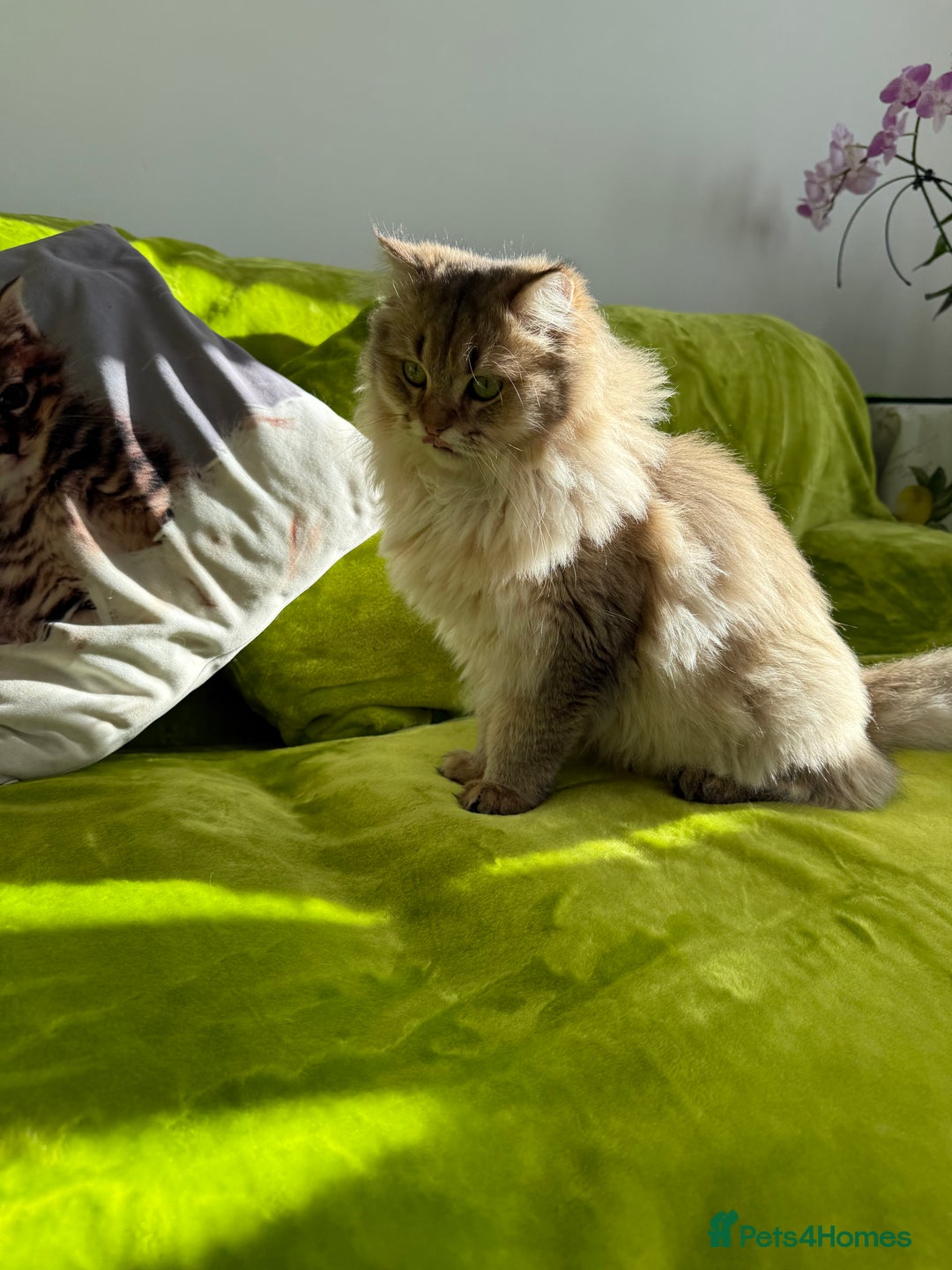 British Longhair cats for sale: British Longhair Kitten for sale  - Image 18