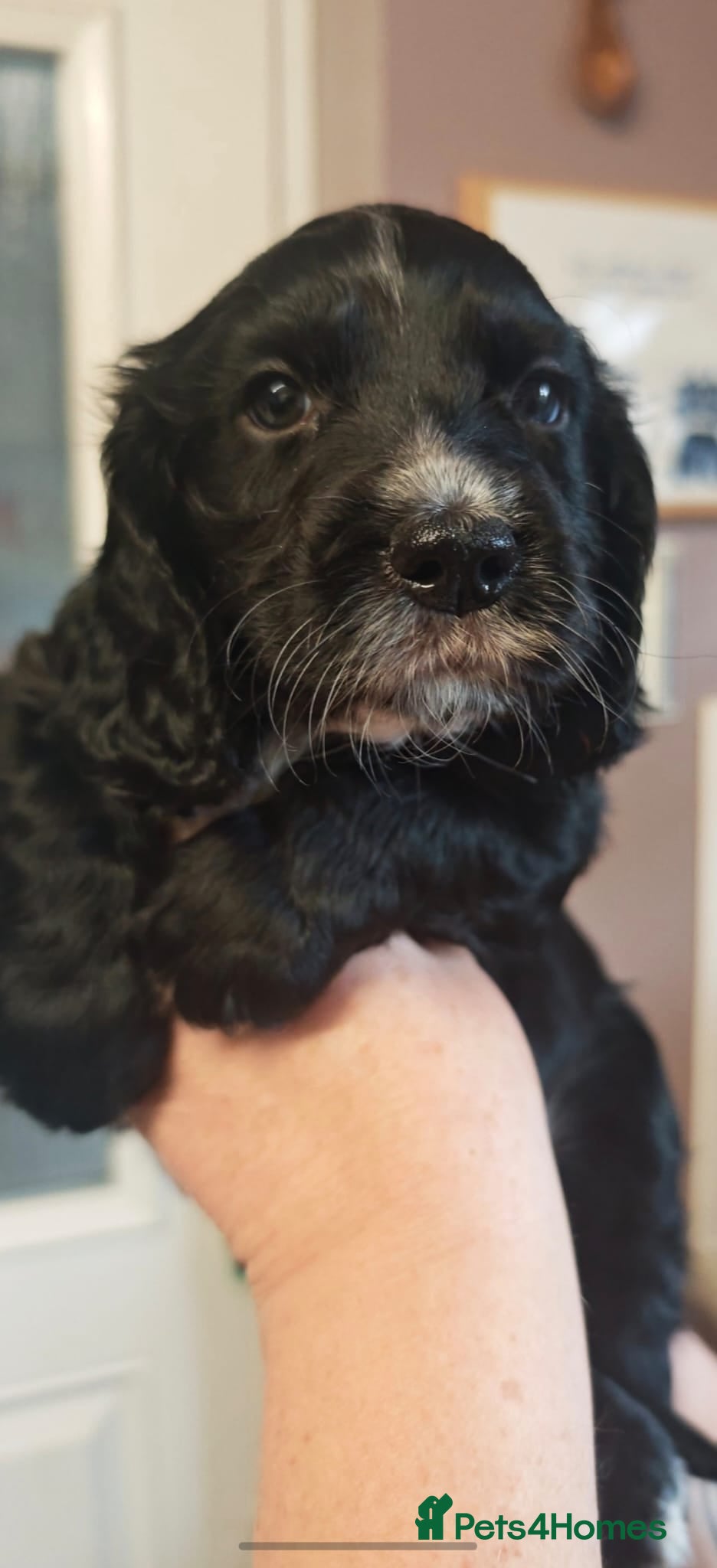 Cocker Spaniel dogs Working cocker spaniel puppies - Advert 4