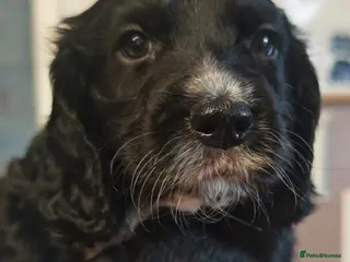 Cocker Spaniel dogs Working cocker spaniel puppies - Advert 4