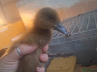 Chickens poultry - Advert 40