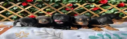 Dachshund dogs for sale: KC REG HEALTH TESTED MIN DAXIS READY NOW  - Advert 3