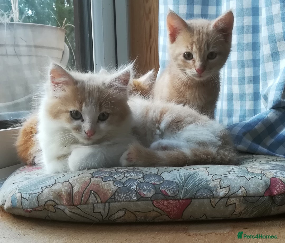 Mixed Breed cats for sale: CLEVER, BEAUTIFUL, KITTENS READY FOR FOREVER HOMES - Image 9