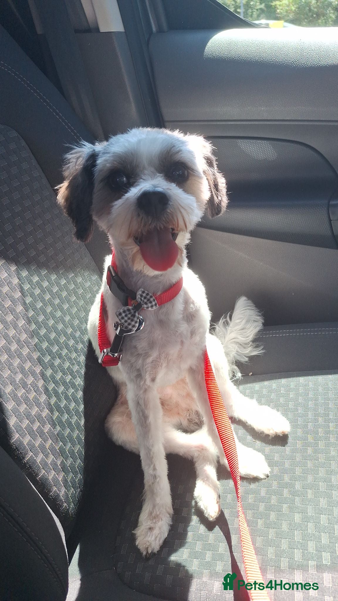 Cavapoo dogs Please read full description yorkie cava poo male  - Advert 2