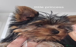 Yorkshire Terrier dogs for sale: Tiny gorgeous baby yorkies  - Image 30