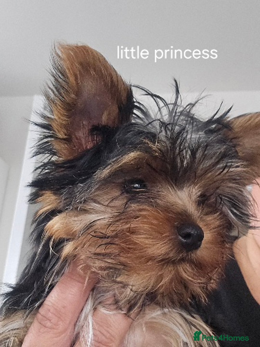 Yorkshire Terrier dogs for sale: Tiny gorgeous baby yorkies  - Image 30