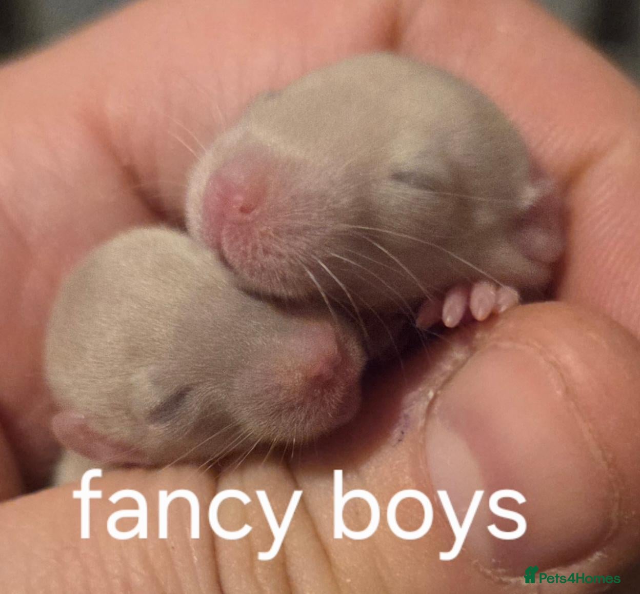 Rat rodents Dumbo and fancy rats  - Advert 1