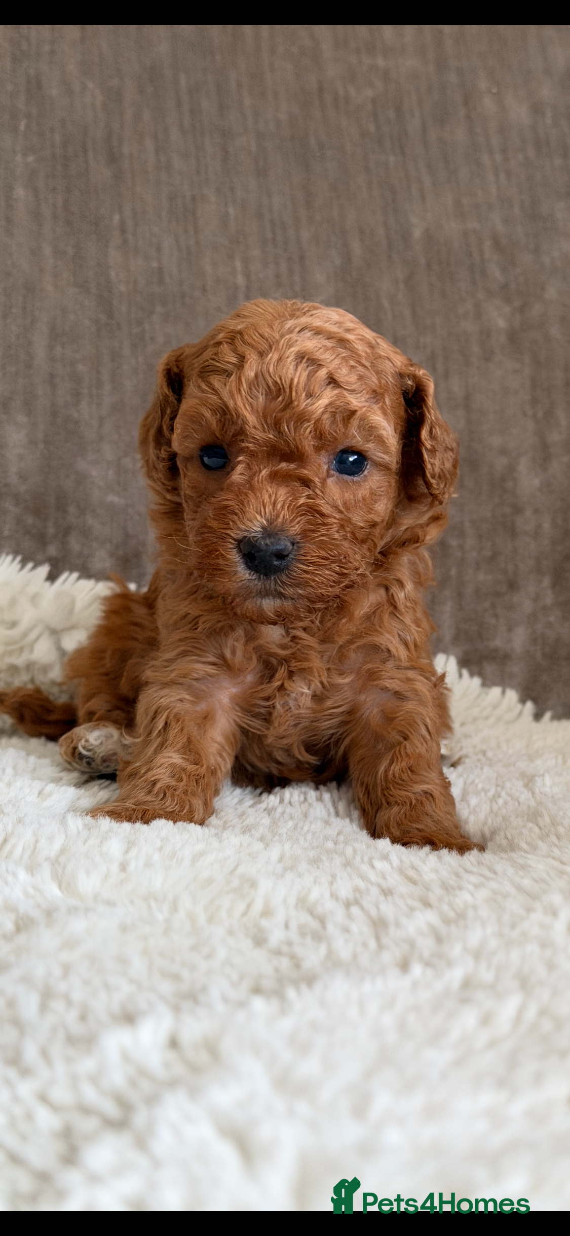 Australian Labradoodle dogs Miniature Australian doodle puppies - Advert 1