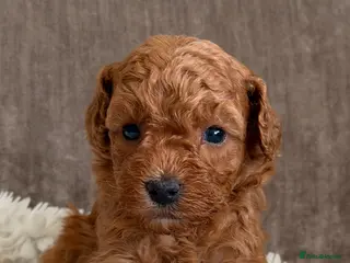 Australian Labradoodle dogs Miniature Australian doodle puppies - Advert 1