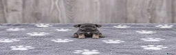 Miniature Dachshund dogs for sale: Happy and healthy miniature dachshund puppies  in Hull - Advert 10