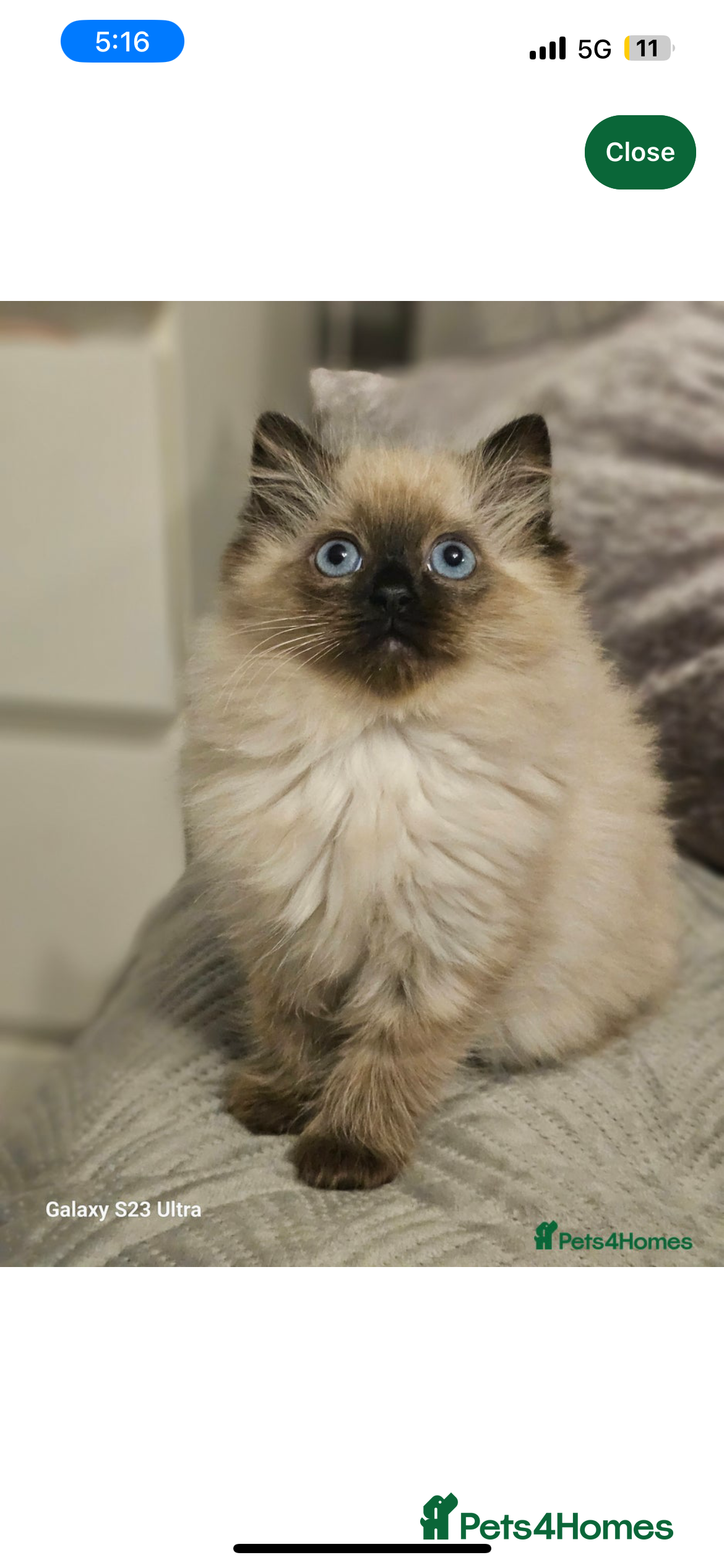 Ragdoll cats Ragdoll - Advert 15