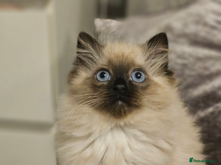 Ragdoll cats Ragdoll - Advert 16