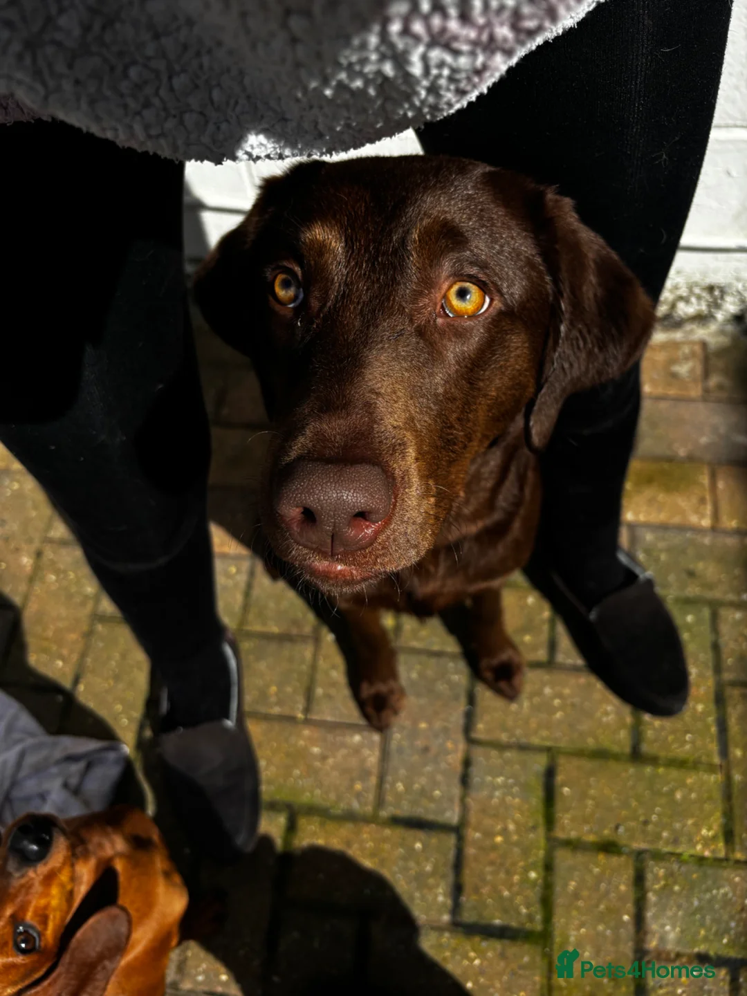 Labrador Retriever dogs for sale: Chocolate Labrador in Knottingley - Advert 1