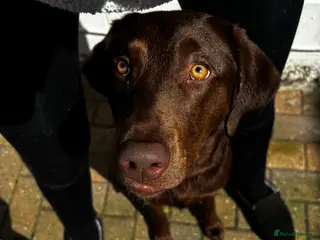 Labrador Retriever dogs Chocolate Labrador - Advert 18