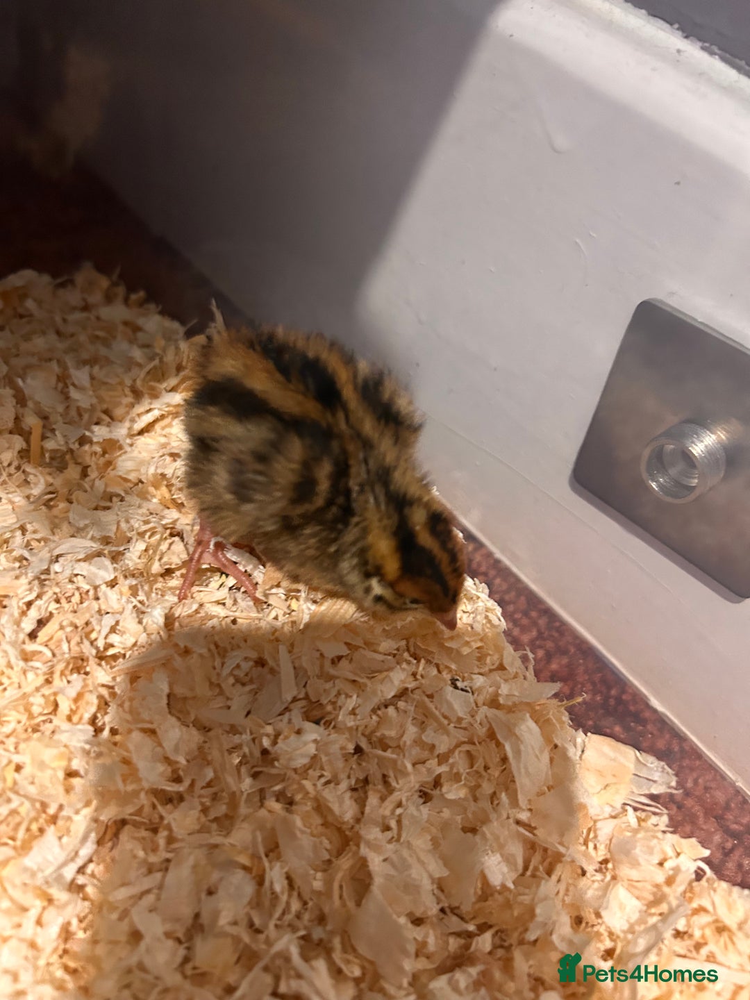 Mixed Breed birds for sale: 5 cute little button quail and 2 amazing Coturnix - Advert 5