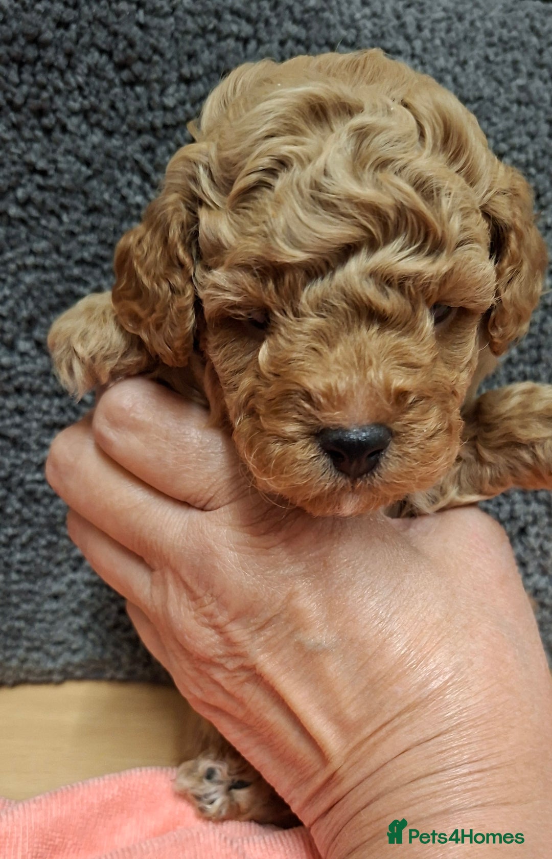 Toy Poodle dogs for sale: Beautiful Small Toy Poodle Pups for Sale. - Image 4