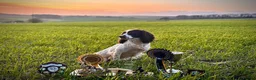 English Springer Spaniel dogs for sale: Pedigree English Springer Spaniels in Chippenham - Advert 8