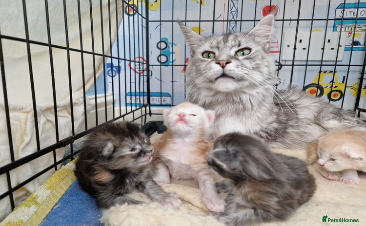 Maine Coon cats - Advert 1