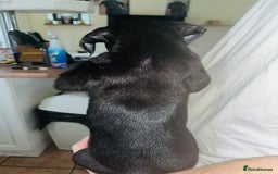 American Bull Staffy dogs for sale: 2 Female American bull x staff puppies left - Image 13