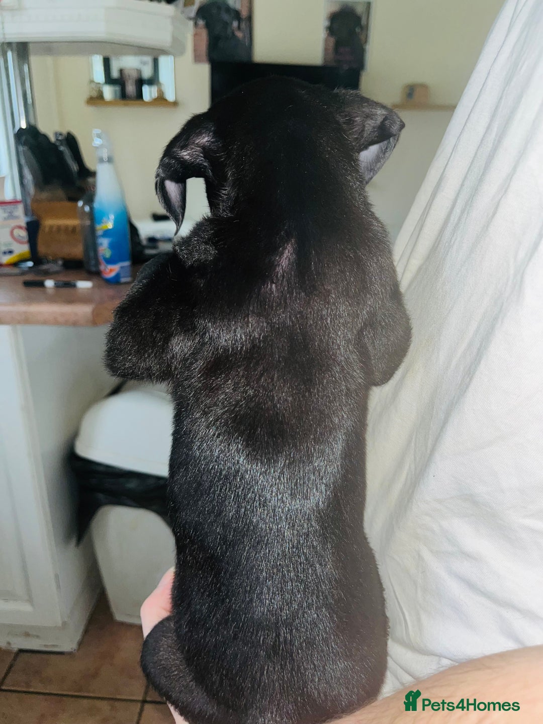 American Bull Staffy dogs for sale: 2 Female American bull x staff puppies left - Image 13