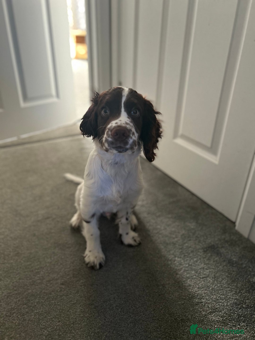 English Springer Spaniel dogs for sale: Adorable male Springer Spaniel - Image 2