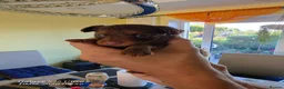 Russian Toy Terrier dogs for sale: Russian Toy long-haired puppies  - Advert 6