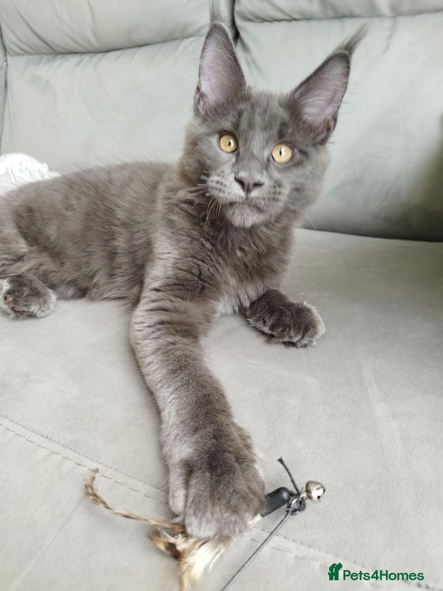 Maine Coon cats Purebred Maine Coon Kittens - Advert 6