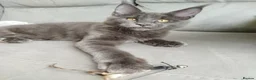 Maine Coon cats for sale: TICA MC kitten waiting for his forever home - Advert 1