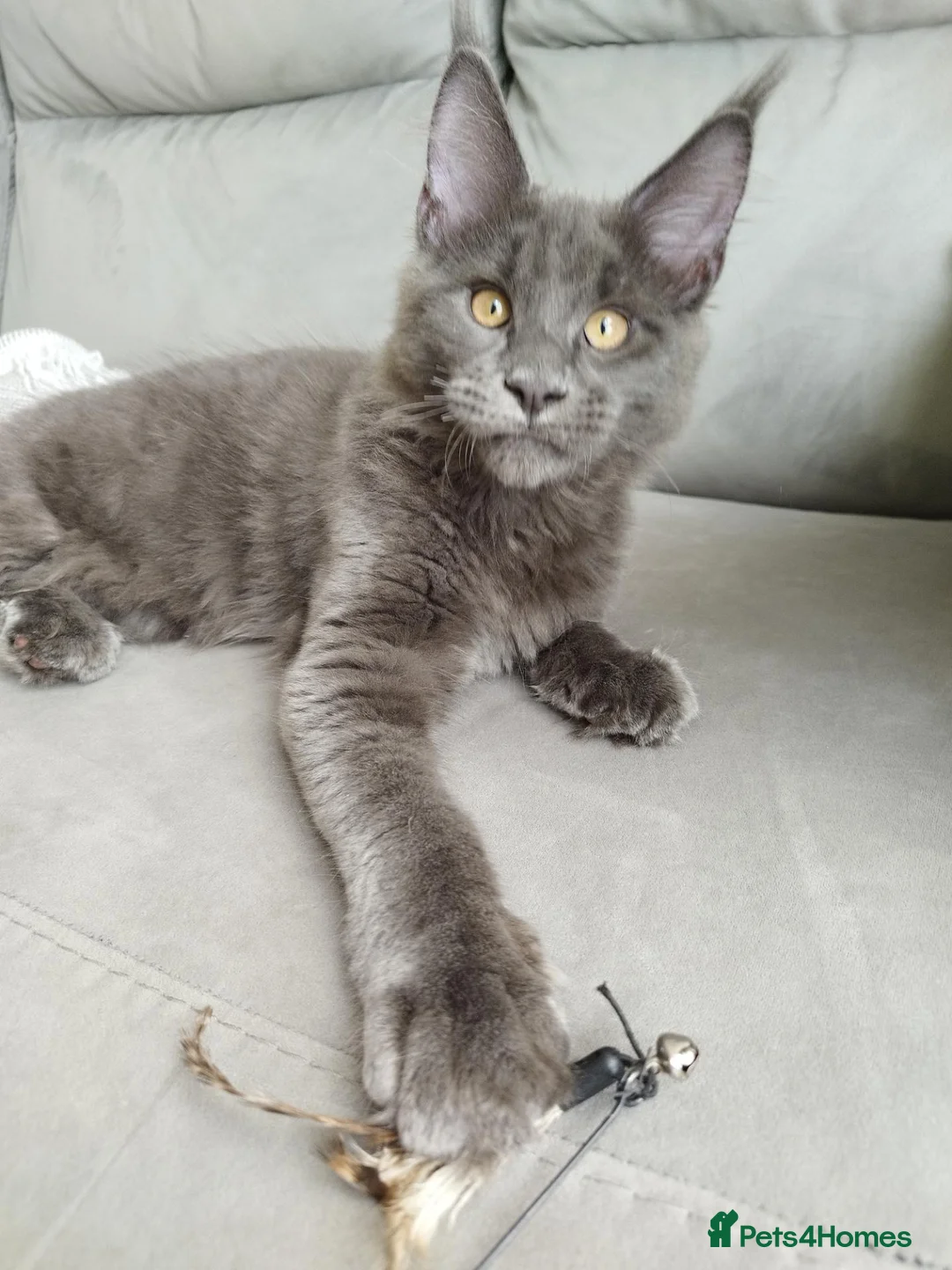 Maine Coon cats for sale: TICA MC kitten waiting for his forever home - Advert 1
