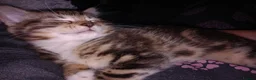 Mixed Breed cats for sale: Tabby female in Bishop Auckland - Advert 5