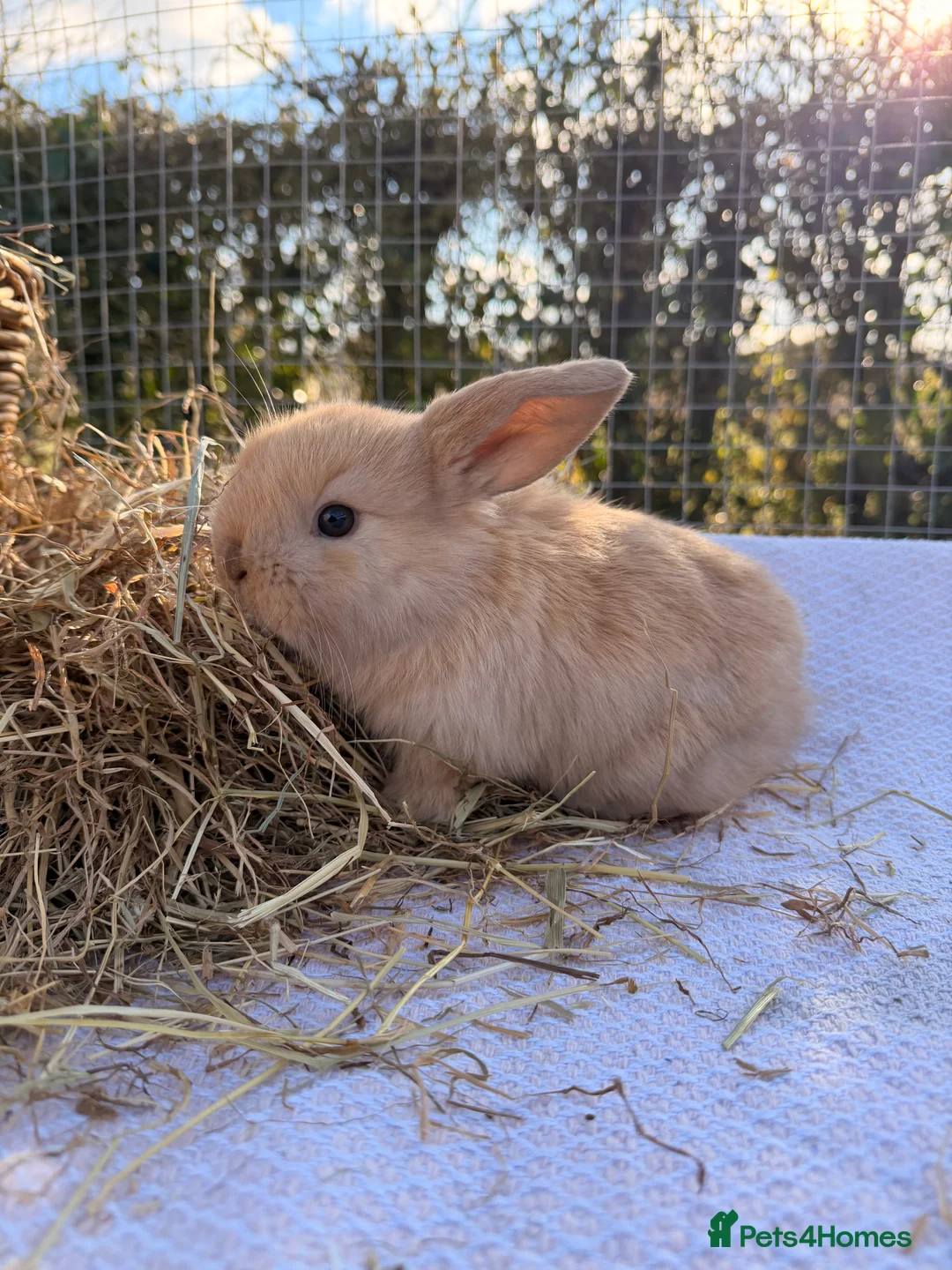 Mini Lop rabbits for sale: Gorgeous mini Lop babies  - Advert 4