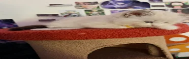 Ragdoll Kitten 4