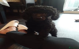 Toy Poodle dogs for sale: Stunning Toy Poodle puppys in London - Image 6