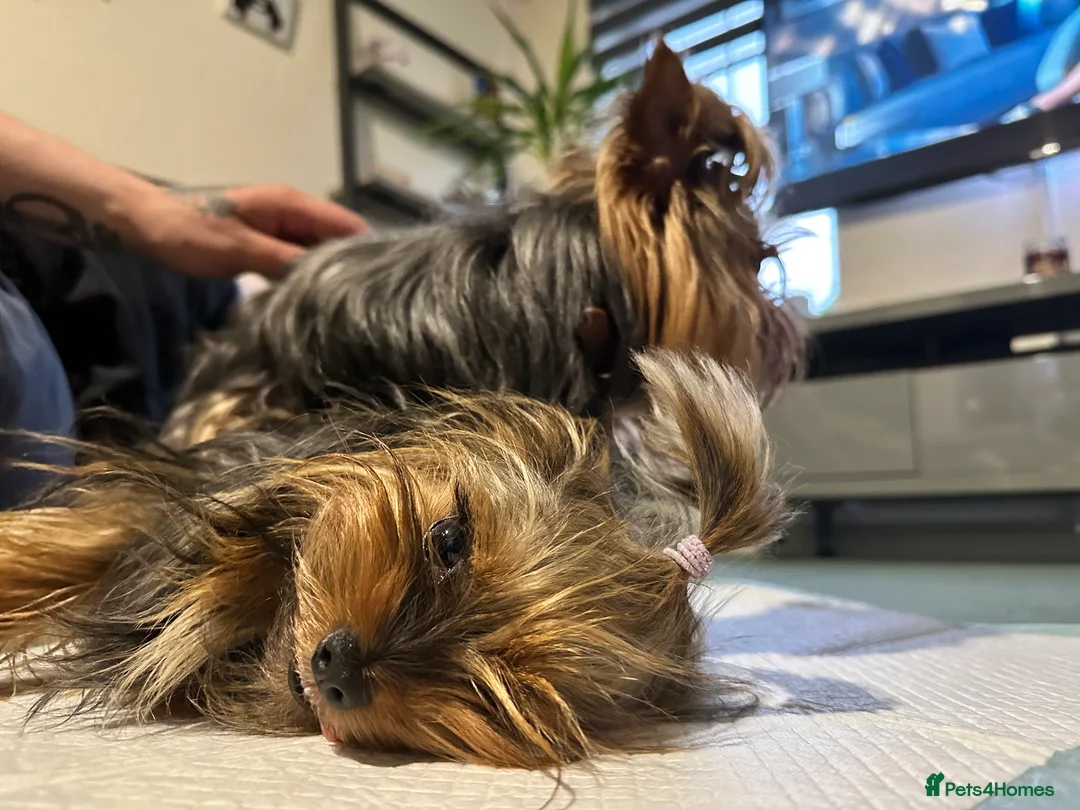 Yorkshire Terrier dogs for stud:  **  Yorkie for stud  in Leicester - Advert 13