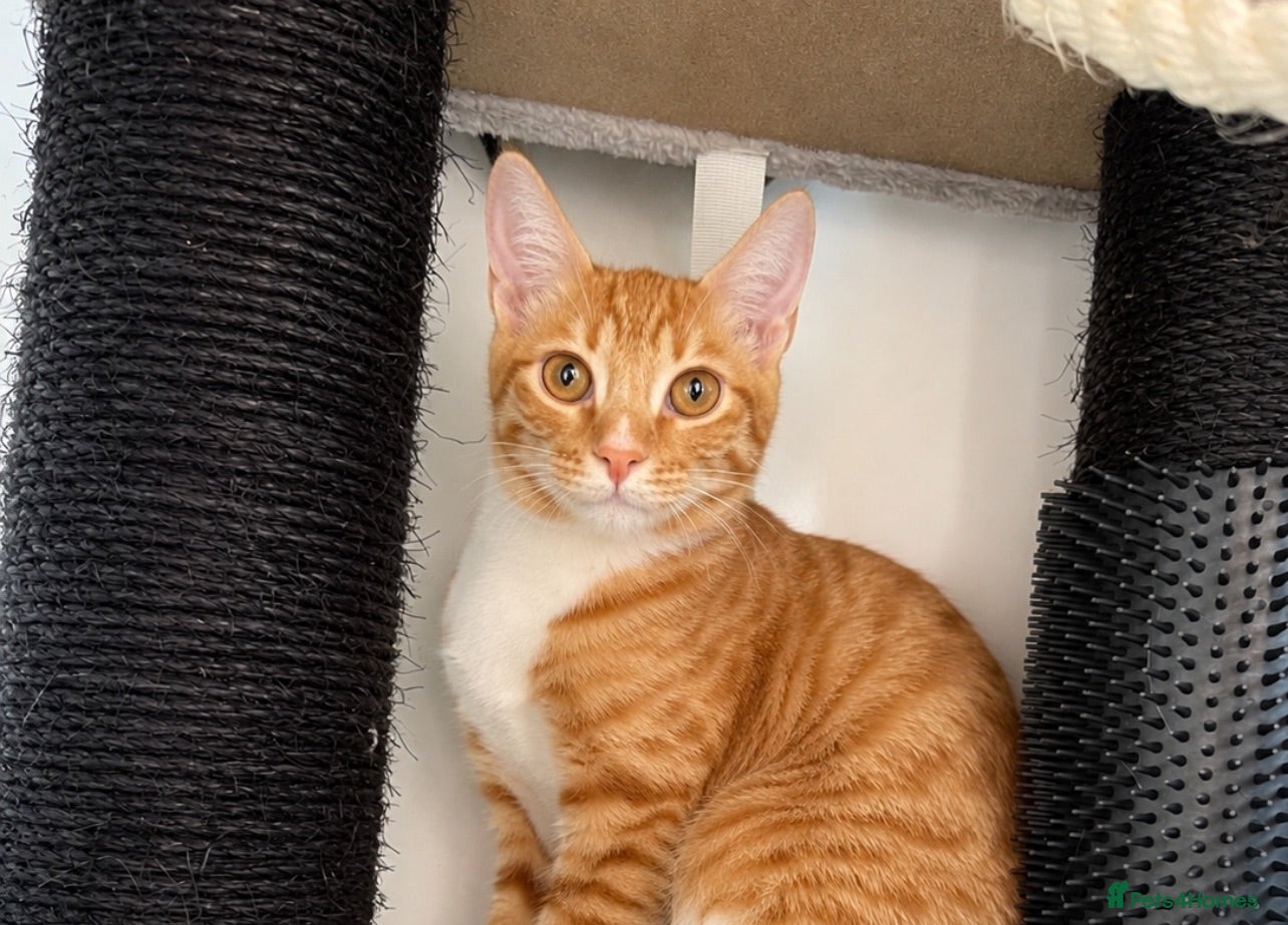 Arabian Mau cats Male, 4 month old Arabian Mau - Advert 2