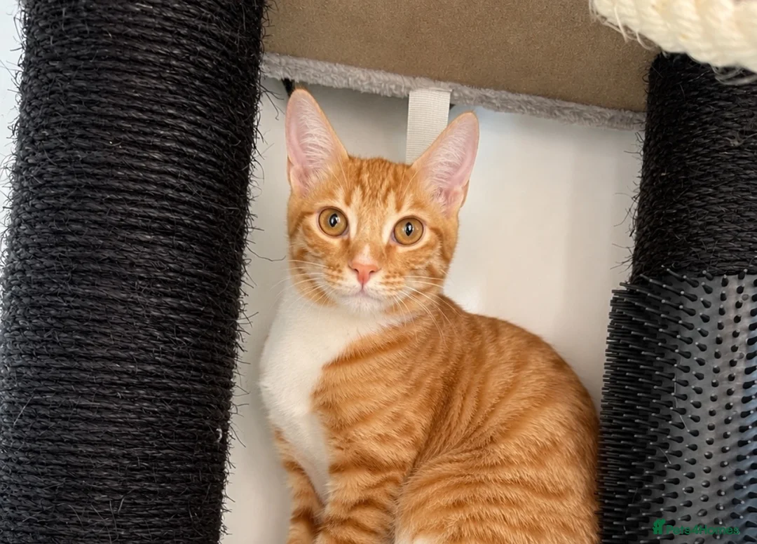 Arabian Mau cats for adoption: Male, 4 month old Arabian Mau - Advert 1