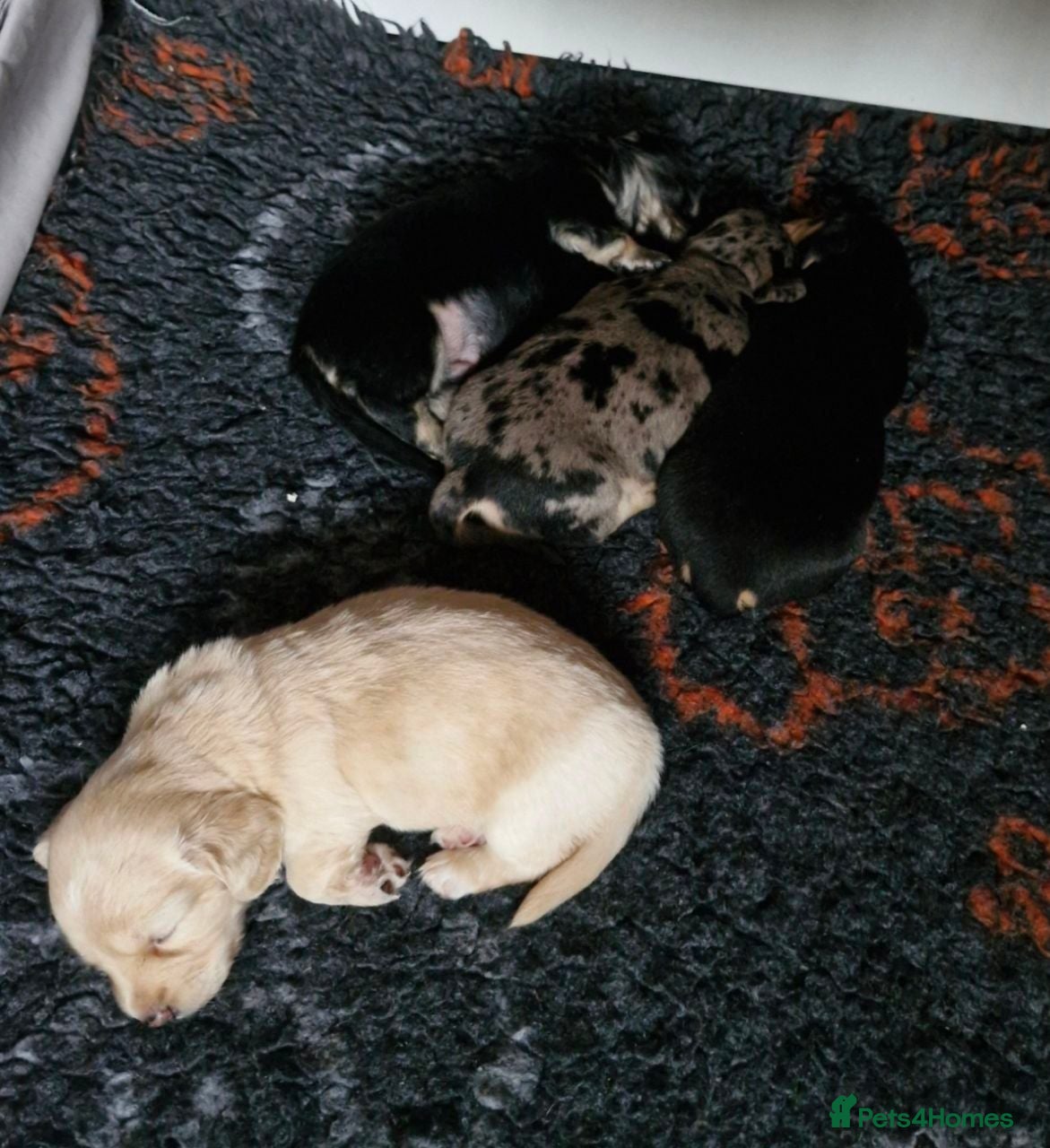 Miniature Dachshund dogs Beautiful Miniature Dachshund puppies for sale. - Advert 1