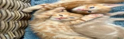 Ragdoll cats for sale: Handsome well handled and social ginger ragdoll x - Advert 11